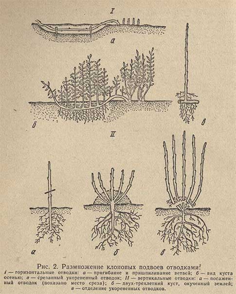 Размножение клоновых подвоев отводками
