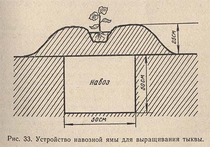 Устройство навозной ямы для выращивания тыквы