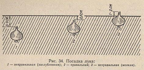 Посадка лука