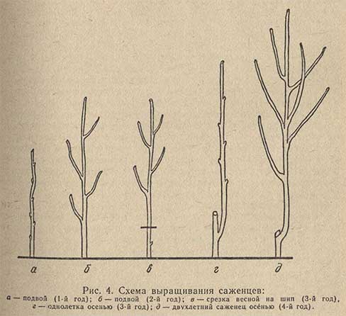 Схема выращивания саженцев