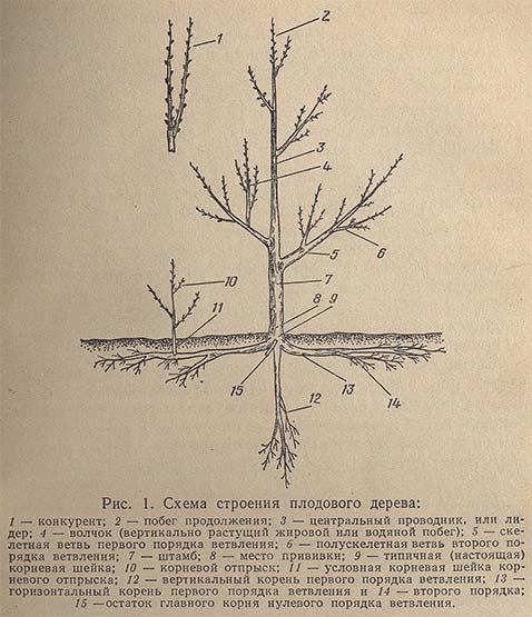 Схема строения плодового дерева