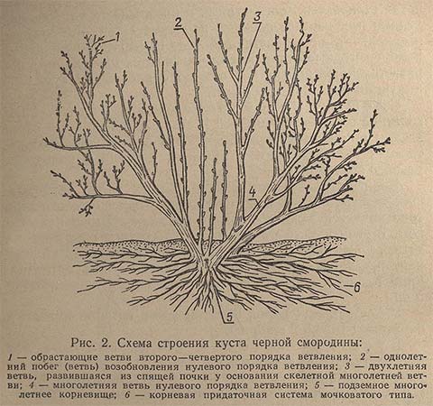 Схема строения куста черной смородины