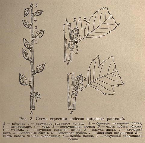 Схема строения побегов плодовых растений
