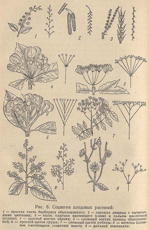 Соцветия плодовых растений