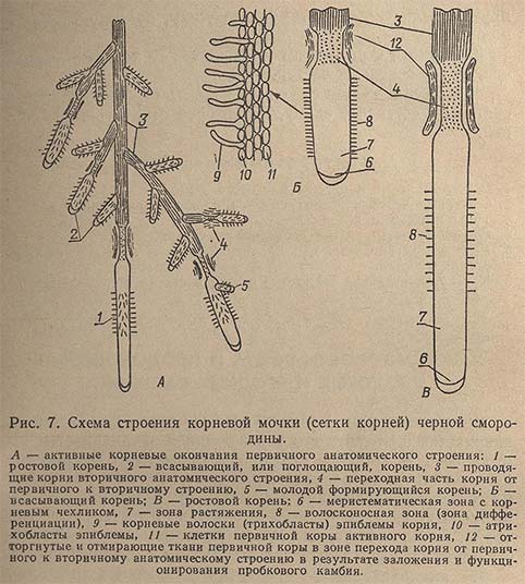 Схема строения корневой мочки (сетки корней) черной смородины