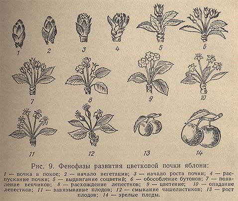 Фенофазы развития цветковой почки яблони