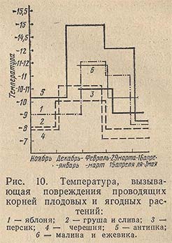 Температура, вызывающая повреждения проводящих корней плодовых и ягодных растений