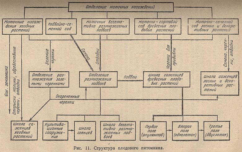 Структура плодового питомника