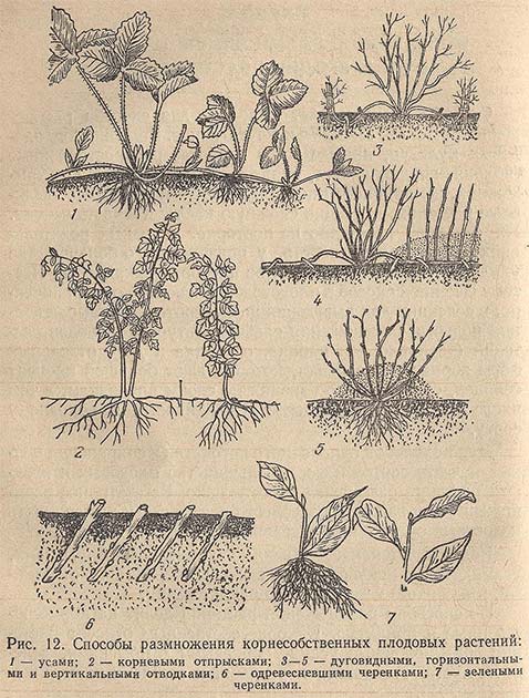 Способы размножения корнесобственных плодовых растений