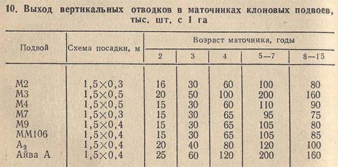 Выход вертикальных отводков в маточниках клоновых подвоев