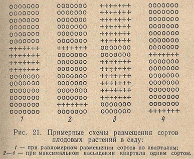 Примерные схемы размещения сортов плодовых растений в саду