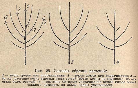 Способы обрезки растений