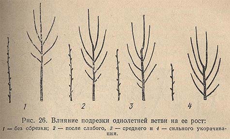 Влияние подрезки однолетней ветви на ее рост