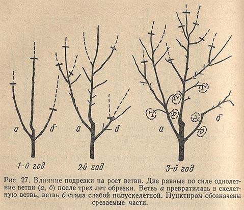 Влияние подрезки на рост ветви