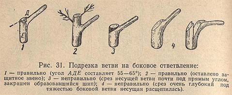 Подрезка ветви на боковое ответвление