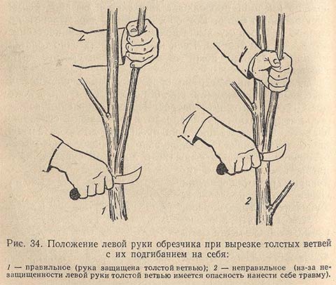 Положение левой руки обрезчика при вырезке толстых ветвей с их подгибанием на себя