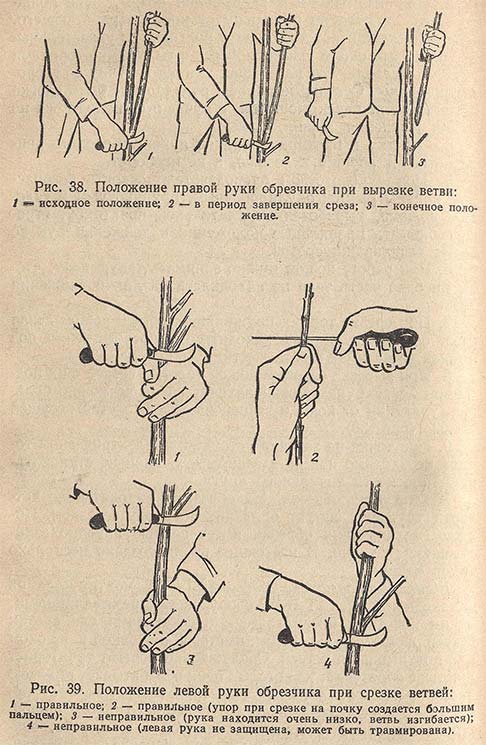 Положение правой руки обрезчика при вырезке ветви и левой руки при срезке ветвей