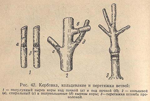 Кербовка, кольцевание и перетяжка ветвей