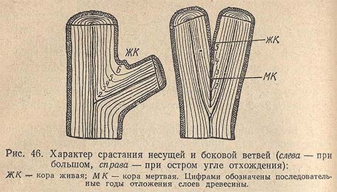 Характер срастания несущей и боковой ветвей