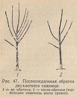 Послепосадочная обрезка двухлетнего саженца