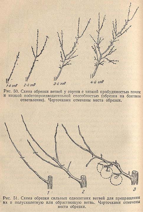 Схема обрезки ветвей с низкой пробудимостью почек и сильных однолетних ветвей