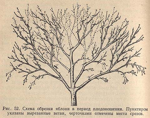 Схема обрезки яблони в период плодоношения