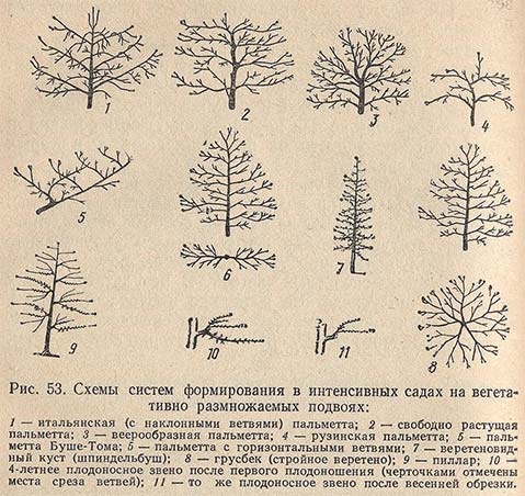 Схемы систем формирования в интенсивных садах на вегетативно размножаемых подвоях