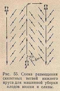 Схема размещения скелетных ветвей нижнего яруса для машинной уборки плодов вишни и сливы