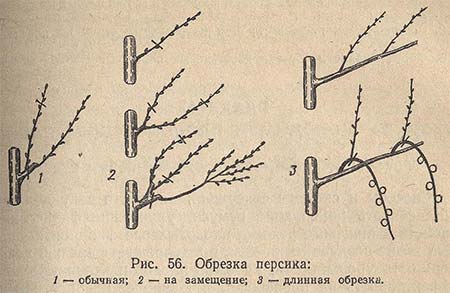 Обрезка персика