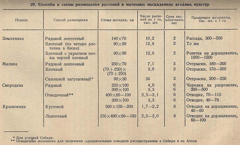 Способы и схемы размещения растений в маточных насаждениях ягодных культур