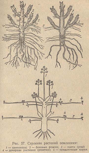 Строение растений земляники