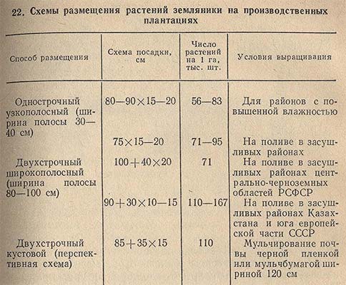 Схемы размещения растений земляники на производственных плантациях