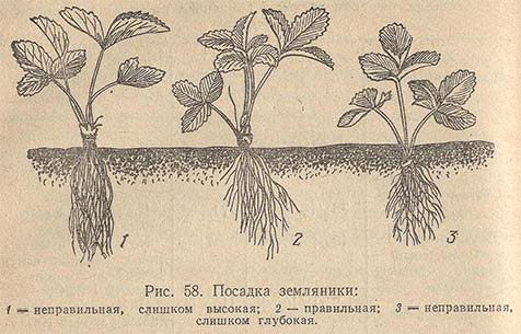 Посадка земляники