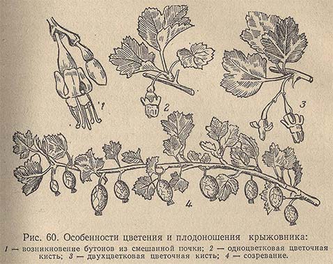 Особенности цветения и плодоношения крыжовника