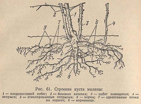 Строение куста малины