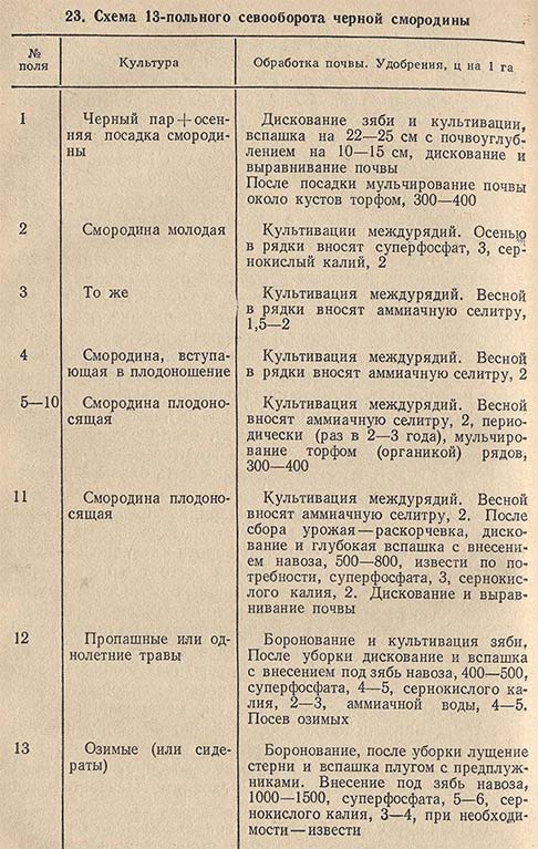 Схема 13-польного севооборота черной смородины