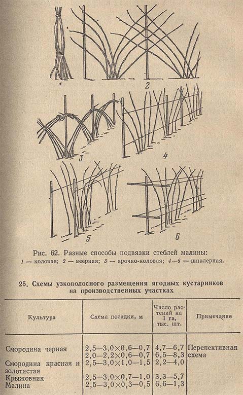 Разные способы подвязки стеблей малины и схемы узкополосного размещения ягодных кустарников