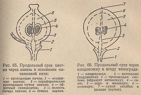 Поперечный срез завязи лилии. Продольный срез цветка. Продольный срез завязи. Строение ягоды винограда. Строение плода винограда.