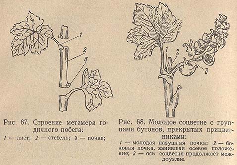 Строение метамера годичного побега. Молодое соцветие с группами бутонов, прикрытых прицветниками