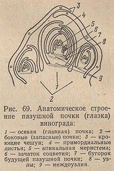 Анатомическое строение пазушной почки (глазка) винограда