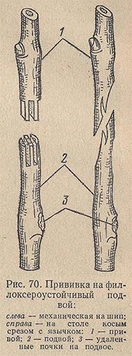 Прививка на филлоксероустойчивый подвой