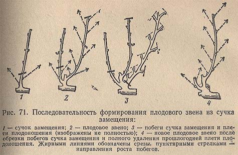 Последовательность формирования плодового звена из сучка замещения