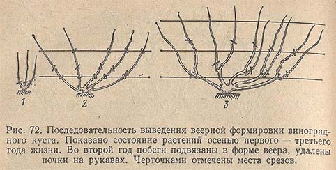 Последовательность выведения веерной формировки виноградного куста