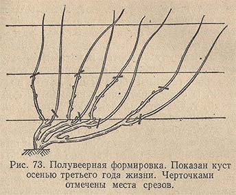 Полувеерная формировка. Показан куст осенью третьего года жизни