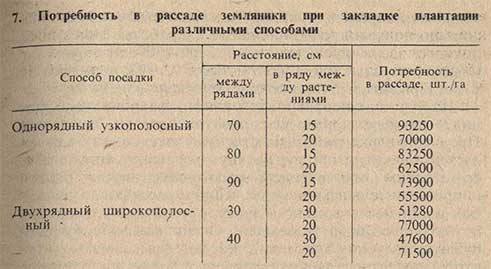 Потребность в рассаде земляники при закладке плантации различными способами