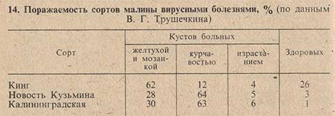 Поражаемость сортов малины вирусными болезнями