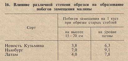 Влияние различной степени обрезки на образование побегов замещения малины