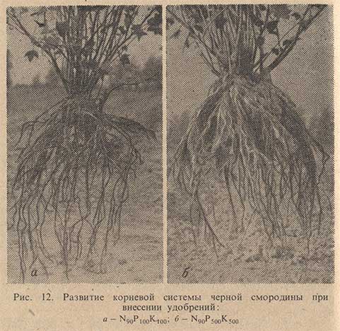 Развитие корневой системы черной смородины при внесении удобрений