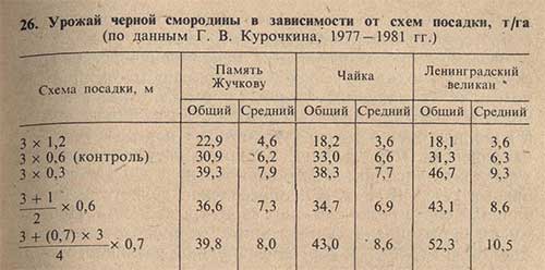 Урожайность черной смородины в зависимости от схем посадки