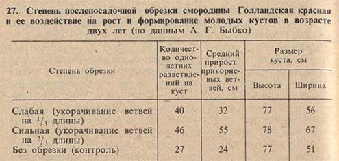 Степень послепосадочной обрезки смородины Голландская красная и ее воздействие на рост и формирование молодых кустов в возрасте двух лет